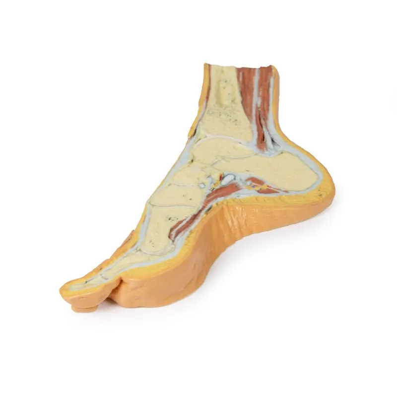 3D Printed Foot Parasagittal cross-section Model