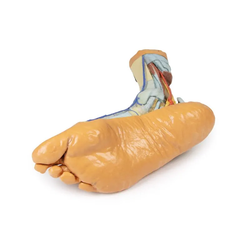3D Printed Foot with deep structures of the distal leg and foot