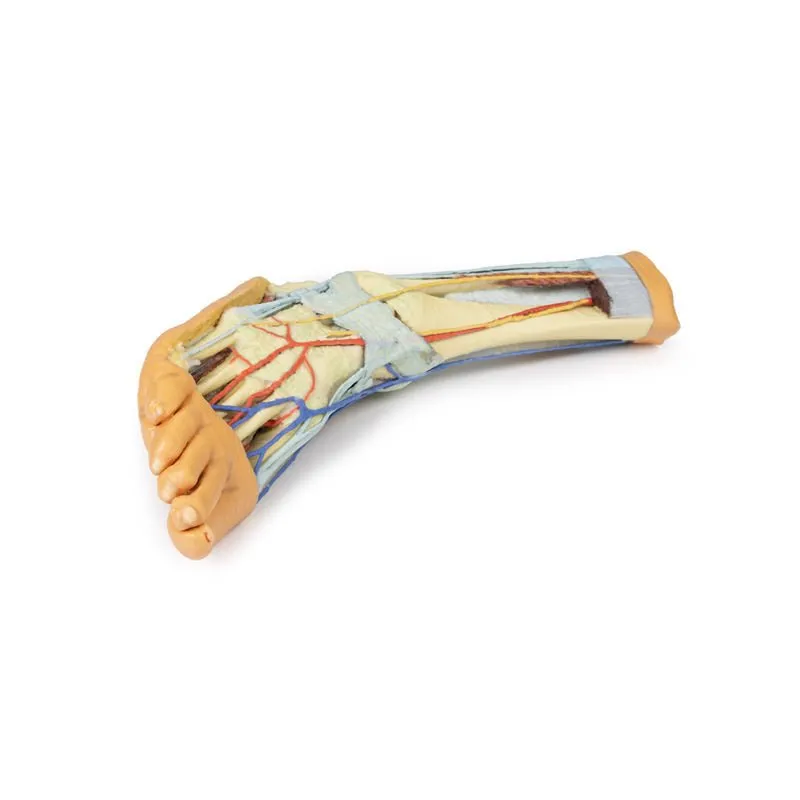 3D Printed Foot with deep structures of the distal leg and foot