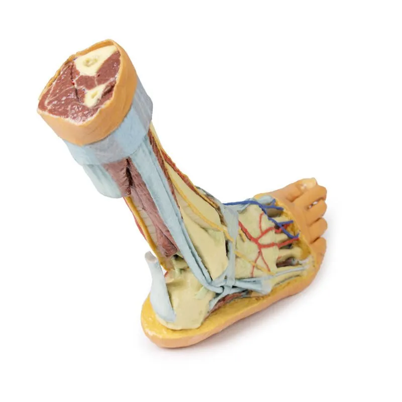 3D Printed Foot with deep structures of the distal leg and foot