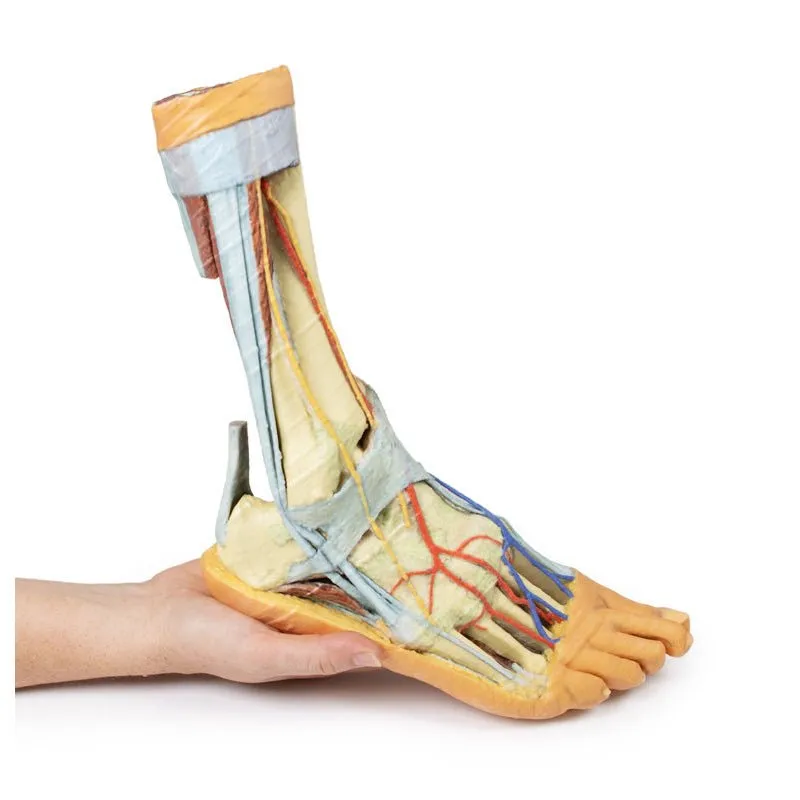 3D Printed Foot with deep structures of the distal leg and foot