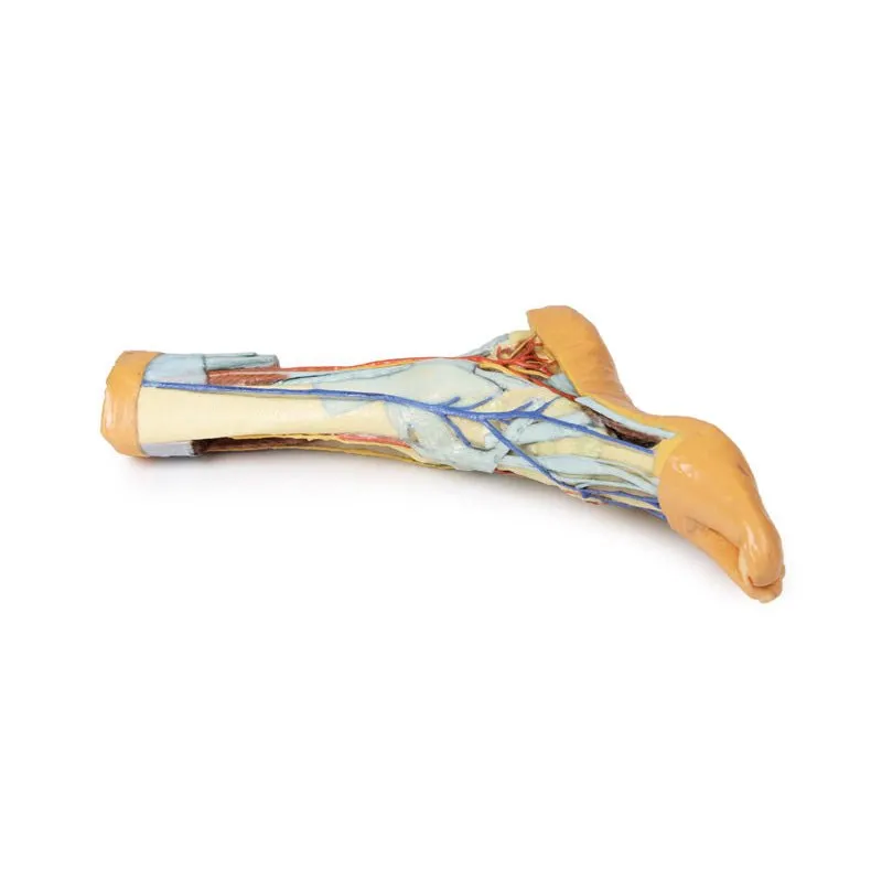 3D Printed Foot with deep structures of the distal leg and foot