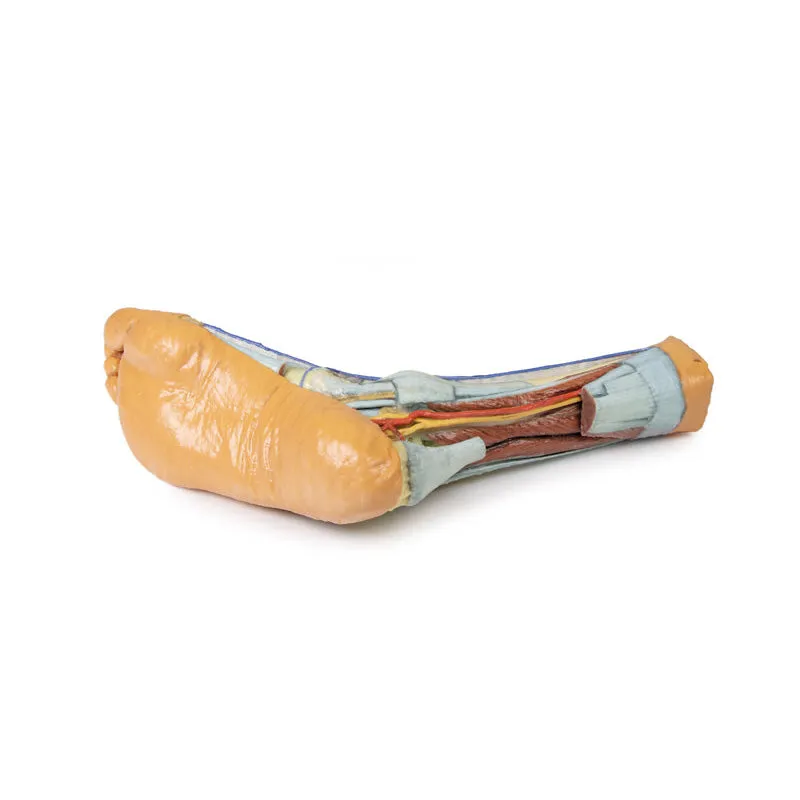 3D Printed Foot with deep structures of the distal leg and foot