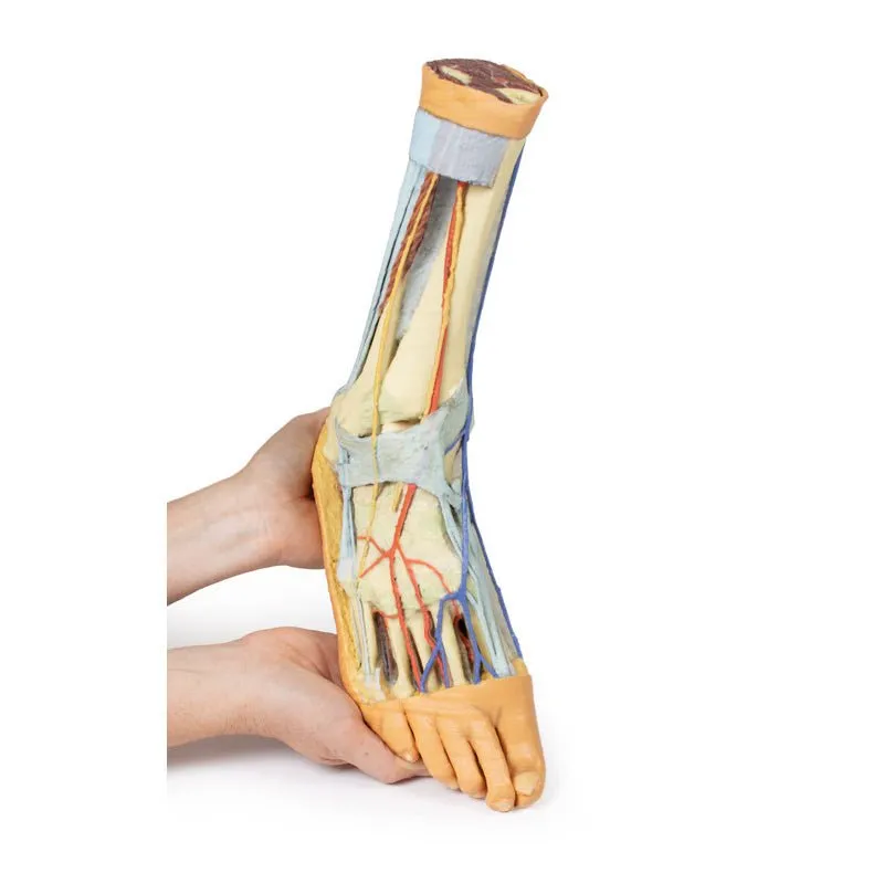 3D Printed Foot with deep structures of the distal leg and foot