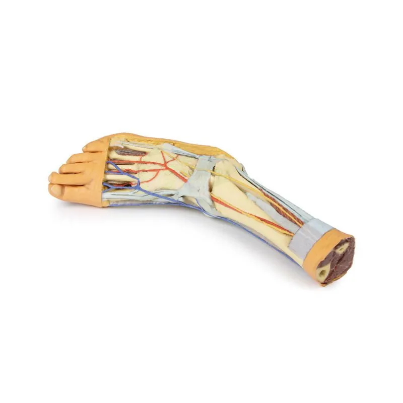 3D Printed Foot with deep structures of the distal leg and foot